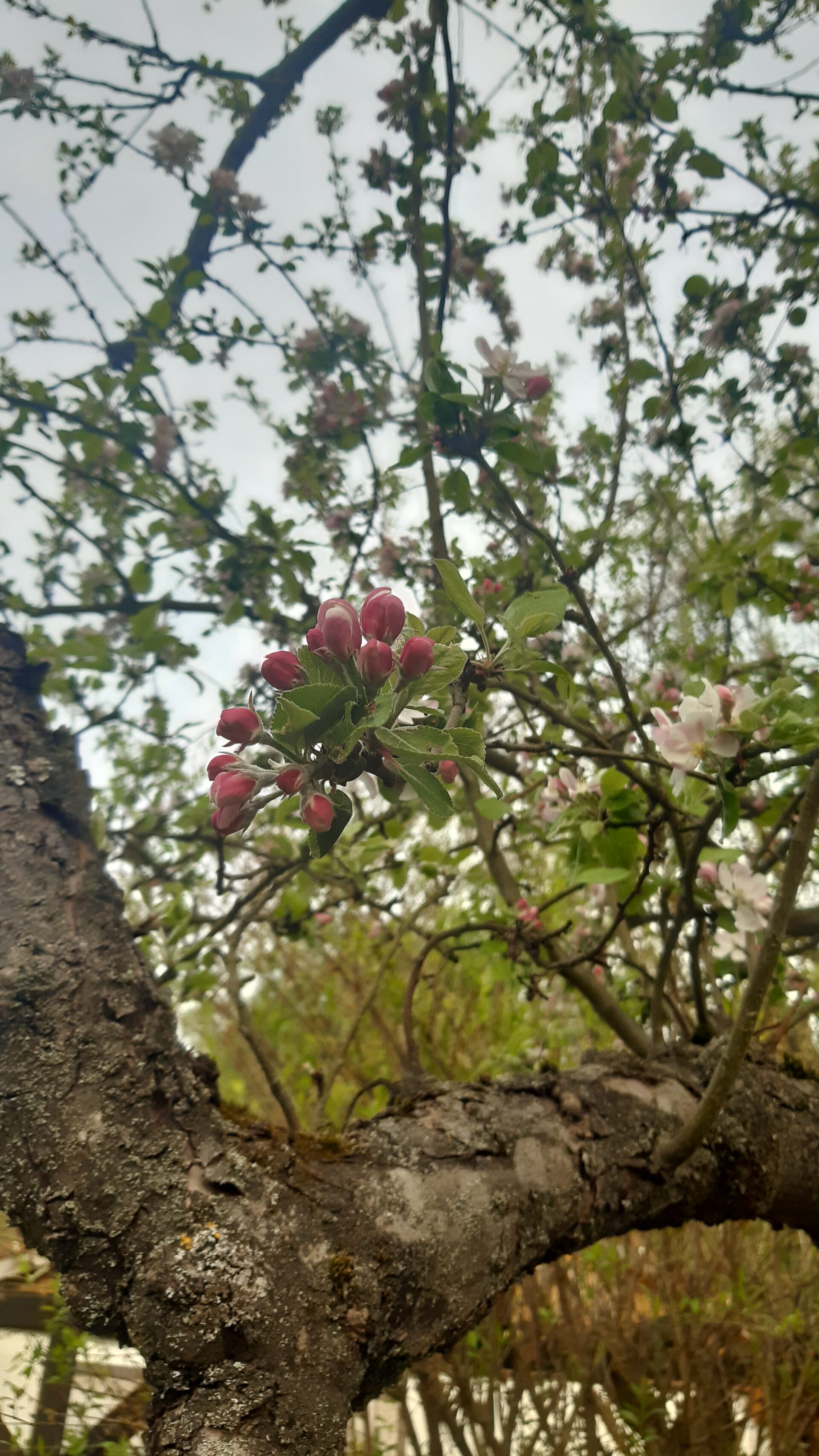 Blüten am Apfelbaum