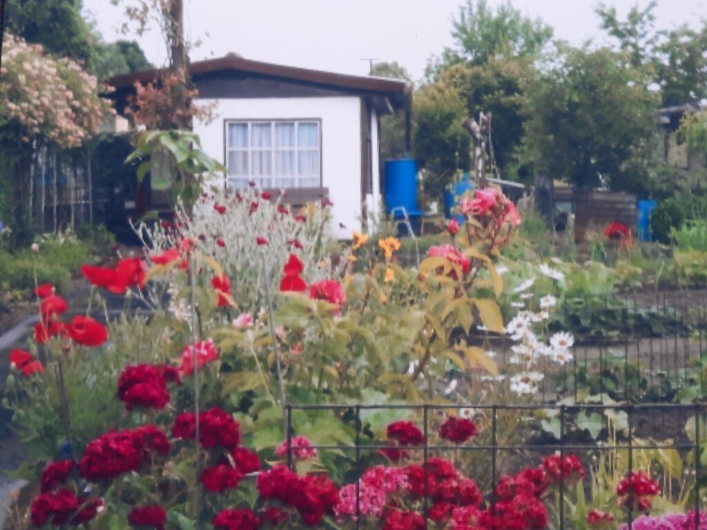 Bunte Blumen im Garten Nr. 32